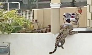 leopard breaks free