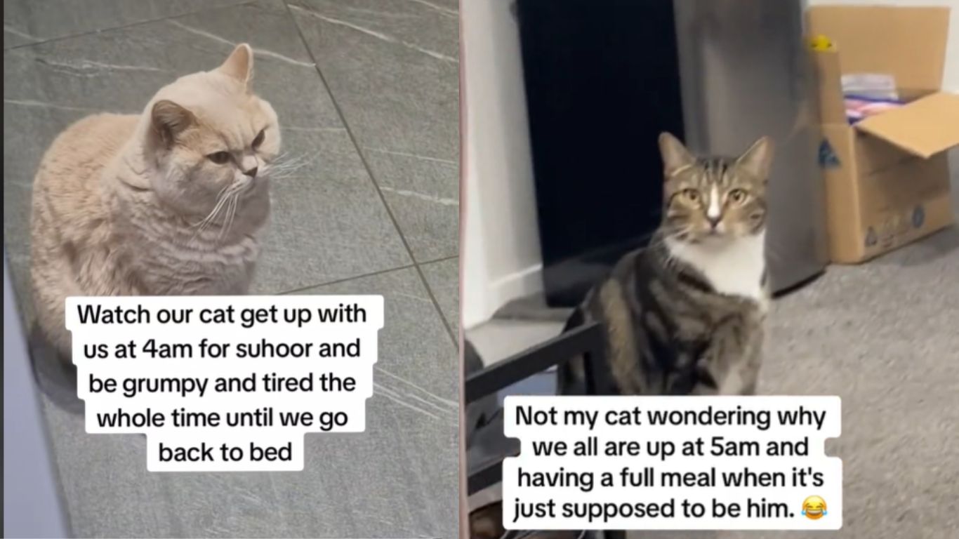 Muslims are sharing hilarious videos of their confused cats during Sehri on Ramzan TikTok